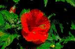 【元々のバラの花の写真が、限られた色数のペンキによって粗くベタ塗りされたかのような画像】